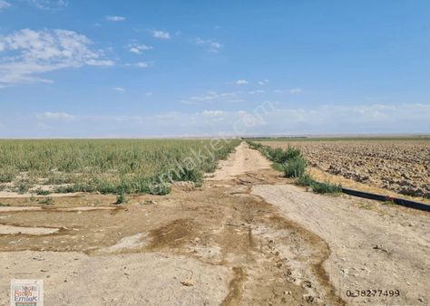 **niğde Bor Badakta Verimli Düz 220 Dönüm Satlık Tarla