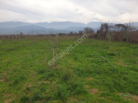 Manisa Salihli Durasıllı Mahallesinde Satılık Zeytin Bahçesi