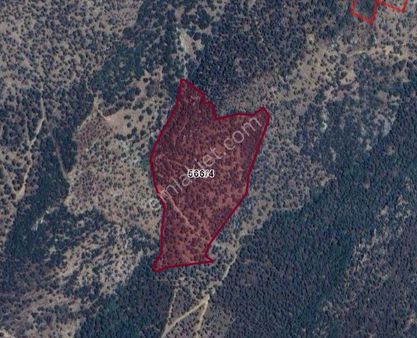 İzmir Bayındır Hacıibrahim Satılık Zeytinlik