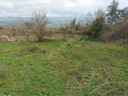 Emlak Dünyası Karacasu Şubesi