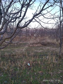 Akşehir Savaş Mahallesi Arsa Tapulu, İçinde Kiraz Agacı Bulunan Arsa