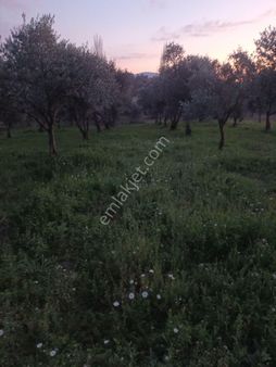 İzmir Torbalı Gold Emlaktan Satılık Zeytin Bahçesi