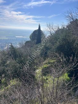 Söke Güllübahçe’de Satılık Zeytinlik