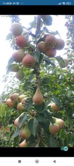 Serdar Emlak-arazi Bahçe Tarla