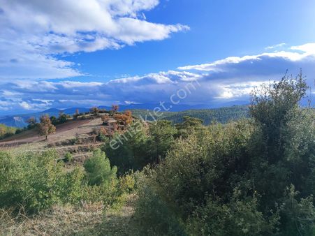 Muğla Menteşe Sungurda 9.810 M² Satılık Tarla