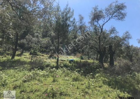 Milas Bahçeburunda Satılık Zeytinlik