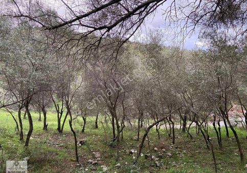 Milas Ören Dere Köyde 930m2 Satılık Bahçe