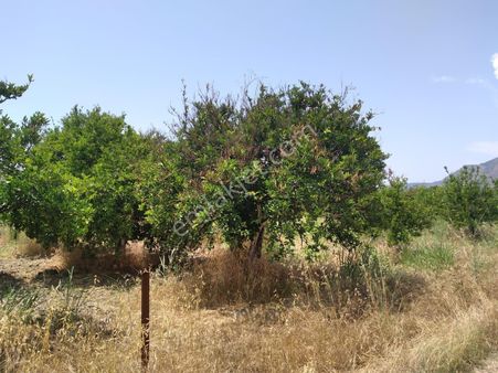 Fatoş Emlak'tan Muğla Köyceğiz Toparlar Mah 5100 M2 Tarla