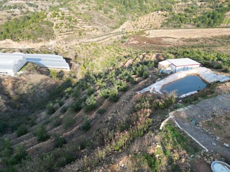 Antalya Alanya İmamlı Mahallesinde Satılık 17900 M2 Avokado Bahçesi