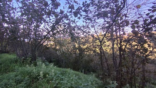 Trabzon Çilekli'de Doğa Ve Deniz Manzaralı Satılık Arsa