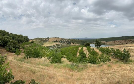 Gördes Doğanpınar 26765m2 Göle Sıfır 1200 Ağaç Olan Satılık Arsa