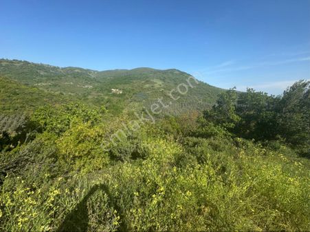 Çakırlı Da İznik Gölü Manzaralı Zeytinlik