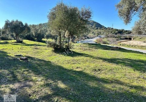 Milas Kızılcayılıkta Asfalta 38 Metre Cepheli Zeytinlik Sarıştadır