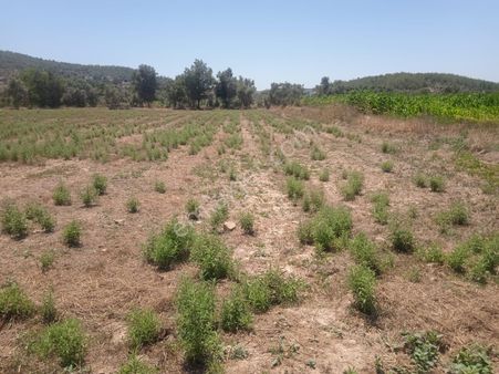 Milas Kısırlar Mah De Satılık Tarla