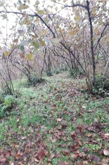 Giresun/piraziz Satılık 5 Dönüm Fındık Bahçesi