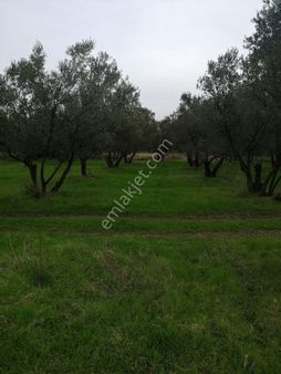 Satılık Zeytinlik