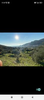 Kestelde 8600 Metrekare Zeytinlik