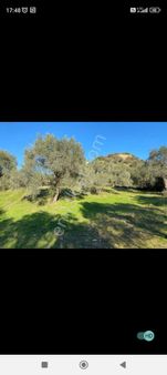 Nazilli Bayındırda 34 Dönüm Zeytin Ve İncir Arazisi