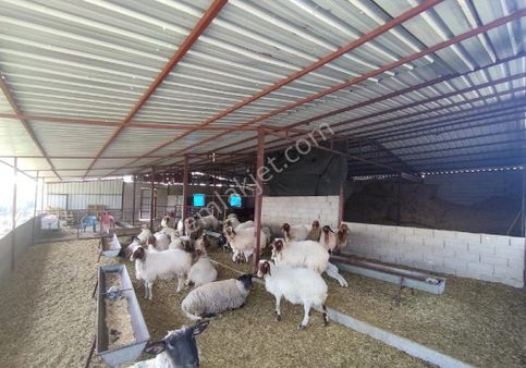 Adana Sarıçam Çiriş Gediği Köy Yakını 17 Dönüm Tapulu 23 Dönüm Toplam