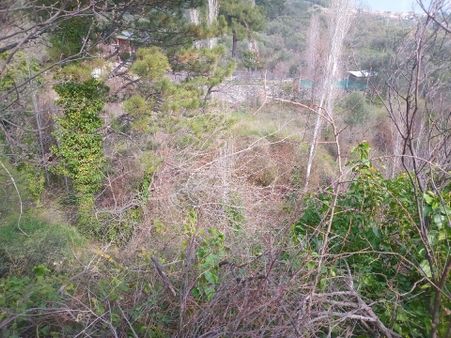 İda Kaan Emlaktan Dere Dibi Zeytinlik