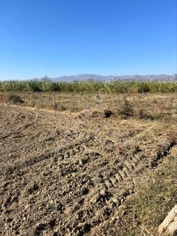 Hayvan Ciftligine Uygun Tarla