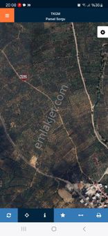 Bursa Orhangazi Sölöz Mahallesinde Satılık Zeytinlik