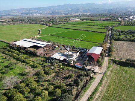 Aydın Kuyucak Yamalakda 7000dönüm Çiftlık 38.000.000₺