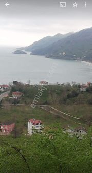 Perşembe Çaytepe Mahallesinde Satılık 4500m2 İmarlı Bahçe