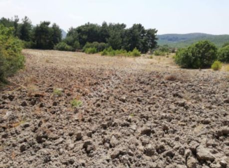 İzmir/bergamaş Koyuneli Mahallesinde Satılık Tarla