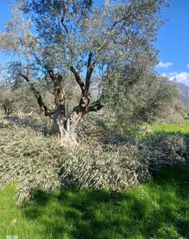 Eray Emlaktan Köyceğiz Zeytinalanında 1900m2 Satılık Tarla