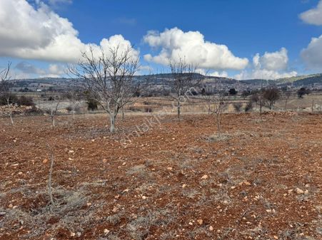 Denizli Pamukkale Güzelpınar'da Satılık Ceviz Bahçesi