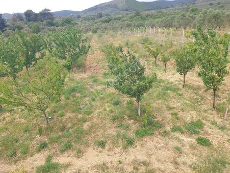 İzmir Torbalı Gold Emlaktan Satılık Bahçeli Ev