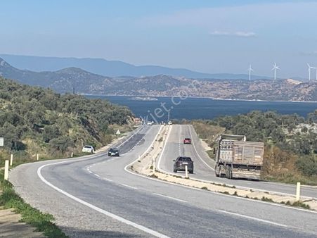 Muğla Milas Pınarcık Da Satılık 433 M2 Zeytinlik