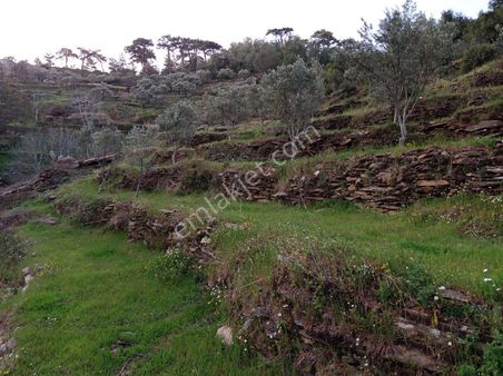 4 Dönüm 3 Parça Bahçe