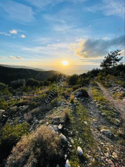 Araç Yolu Bulunan Zeytinlik