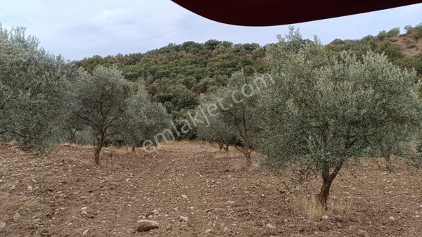 Manisa Gördes İlçesinde Satılık Zeytinlik Ve Tarla