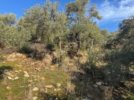 Aydın Karpuzlu Gölcük De Satılık 853 M2 Yatırımlık Zeytinlik