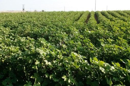 Aydın Efeler Kadıköy Mahallesinde Satılık Çilek Serası Olmaya Aday 11.379.m2 Satılık Tarla