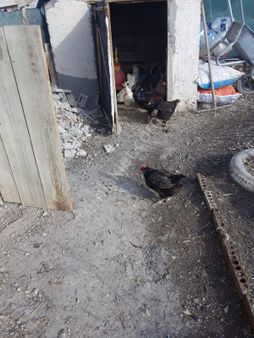 İkipınar Vadi Evleri Konut Yapı Kop 504 M2 İçinde Evi Olan Satılık Hisse