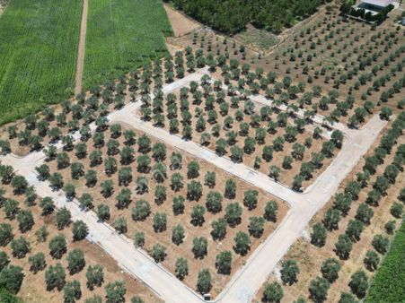 Erbaş Gayrimenkul Den Satılık Tek Tapu Zeytinlik