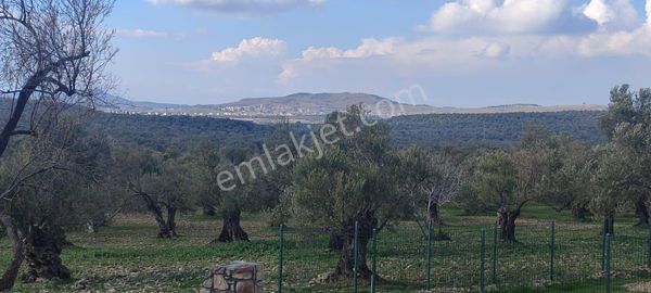 Deniz Manzaralı Süper Zeytinlik – 5 Dönüm – Resmi Yolu Mevcut! 🌿🌊
