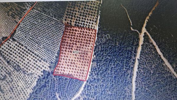 Çevik Emlak'tan Appak'ta Satılık Zeytinlik