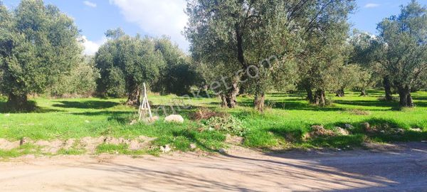 Deniz Manzaralı Zeytinlik – 2700 M² – İmarın Dibinde! 🌿🌊