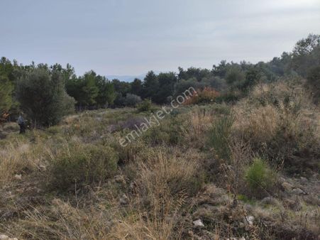 Karaburun Tek Tapu Boyabağı Koyunda Denize 300 M Yakın Arsa
