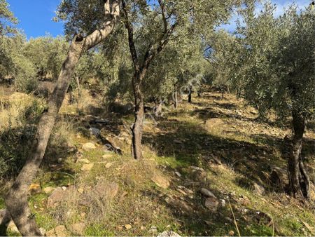 Muğla Milas Pınarcık Da Satılık 1.262 M2 Yatırımlık Zeytinlik