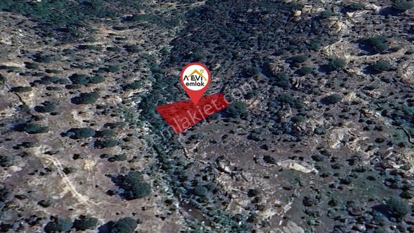 Muğla-milas-ortaköy-satılık-995m2-zeytinlik