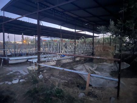 Yeşilyurt Mahallesinde Hazır Kurulu Düzen Satılık Çiftlik