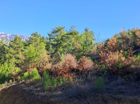 725 M2 Satılık Tarla