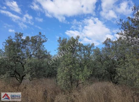 Bursa Mudanya Trilye De Satılık 1348 M² Zeytinlik