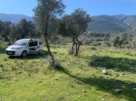Muğla Milas Pınarcık Da Satılık 460 M2 Zeytinlik